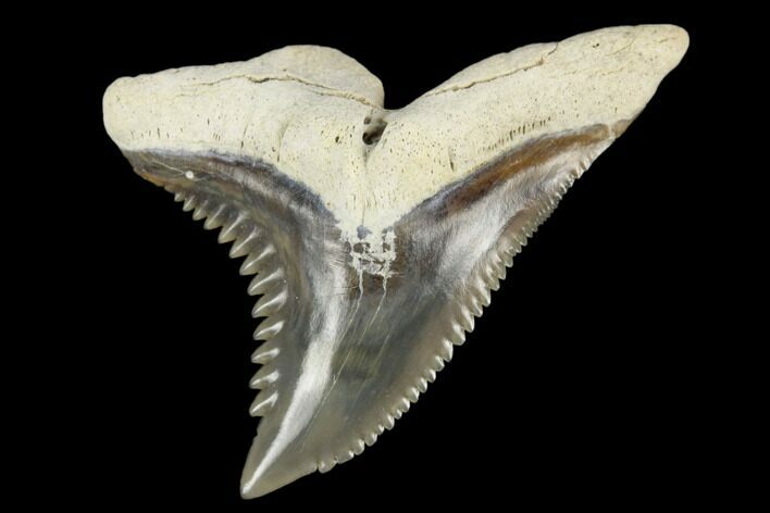 Snaggletooth Shark (Hemipristis) Tooth - Aurora, NC #180130